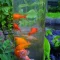 Ubbink Koi dóm, koi torony fish tower 66 - 66 x 20 úszó hal megfigyelő