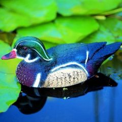 Dekor Carolina kacsa, hím, 37 cm, Ubbink