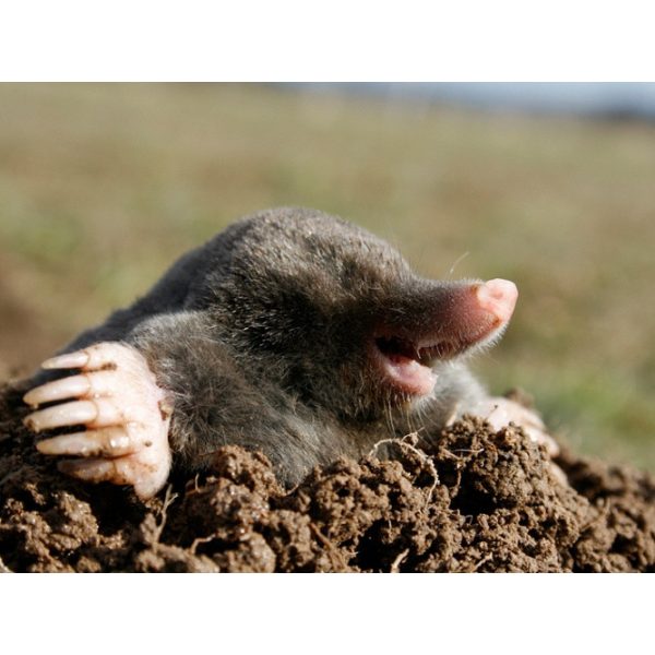 Vakondháló extra erős 58g/m2 AVINET 2 x 50 m (100m2) - 16 x 16 mm fekete vakondrács