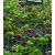 Madárháló, fekete, 10 m x 3 m 12 g/m2 (Nature)