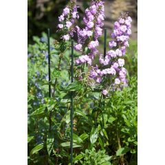 Műanyag virágtámasz 210 cm, 16mm