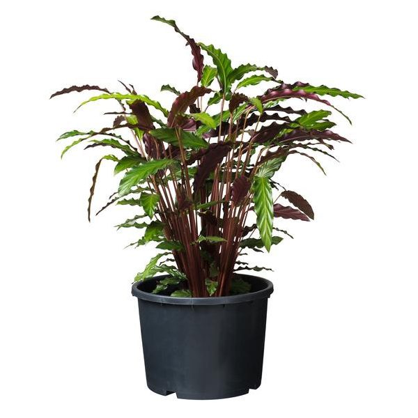 Ritzi konténer 25l, 27,5x38,5cm