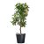 Ritzi konténer fekete 90l, 49,5x60,5cm