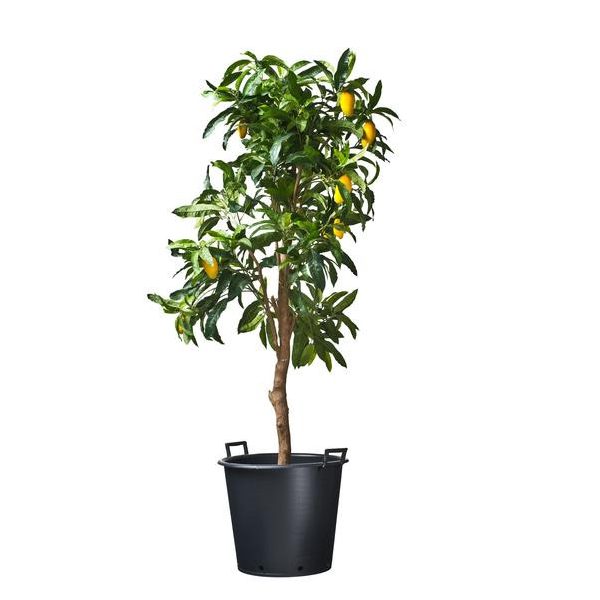 Ritzi konténer fekete 90l, 49,5x60,5cm