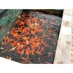 Aranyhal 10-12cm (Carassius auratus)