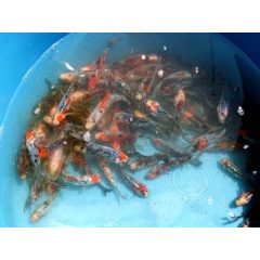 10-12 cm-es subunkin aranyhal