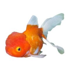 Aranyhal Oranda 12-15 cm