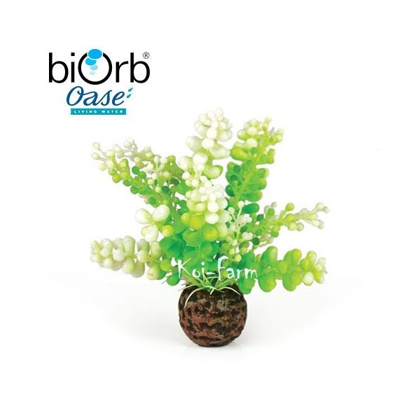 Tengeri alga dekoráció – 10 cm – biOrb