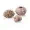 biOrb Sea urchins set natural