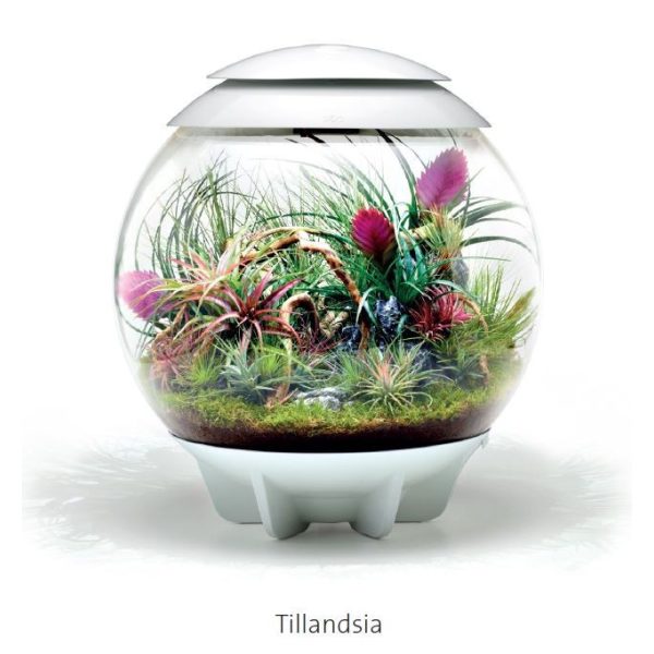 biOrb AIR 60 - Tillandsia