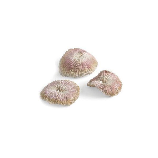 biOrb plate coral set