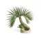biOrb palm tree Seychelle S