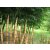 Óriási vastag "tömzsi" bambusz - Phyllostachys Dulcis