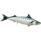 PILLOW THE ATLANTIC MACKEREL 60 CM