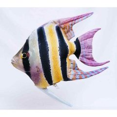 PILLOW THE FRESHWATER ANGELFISH 51CM