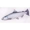 PILLOW THE CHINOOK SALMON 90CM