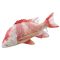 PILLOW THE ATLANTIC REDFISH 75CM