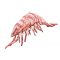 PILLOW THE TIGER PRAWN 65CM