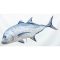 PILLOW THE GIANT TREVALLY 100CM