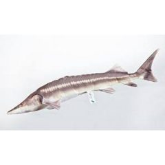 PILLOW THE STERLET STURGEON – NEW 60CM