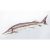 PILLOW THE STERLET STURGEON – NEW 60CM
