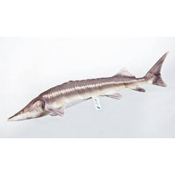 PILLOW THE STERLET STURGEON – NEW 60CM