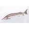 PILLOW THE STERLET STURGEON – NEW 60CM