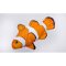 PILLOW THE MONSTER OCELLARIS CLOWNFISH    180CM