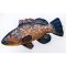 PILLOW THE MONSTER DUSKY GROUPER    160CM