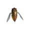 MEGABASS GRAN SIGLETT 42.5mm 7gr HIGURASHI