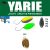 Yarie Jespa YARIE 710T T-FRESH EVO 1.1gr AD1 Kaschyan