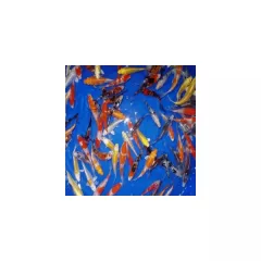 Japán Koi Ponty  10-12 cm