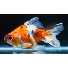 Kalikó Aranyhal 8-10 cm 
