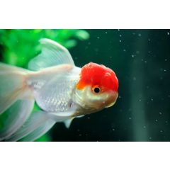 Piros sapkás gombafejű aranyhal - közepes 4,5-5 cm