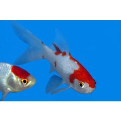 Sarasa aranyhal 10-12 cm