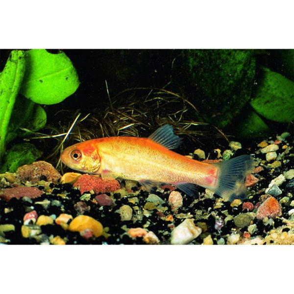 Arany Compó 8 cm