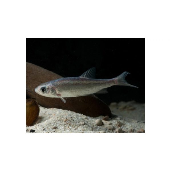 Kék Orfa 10 cm