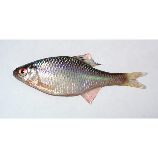 Szivárványos ökle 6 cm