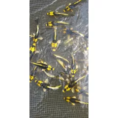 Japán Kabuto Koi 10-12 cm