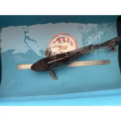 Japán Koi Anya ~55 cm - Ginrin Ochiba
