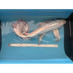 Japán Koi Anya ~60 cm - Doitsu Platinum Ogon Butterfly