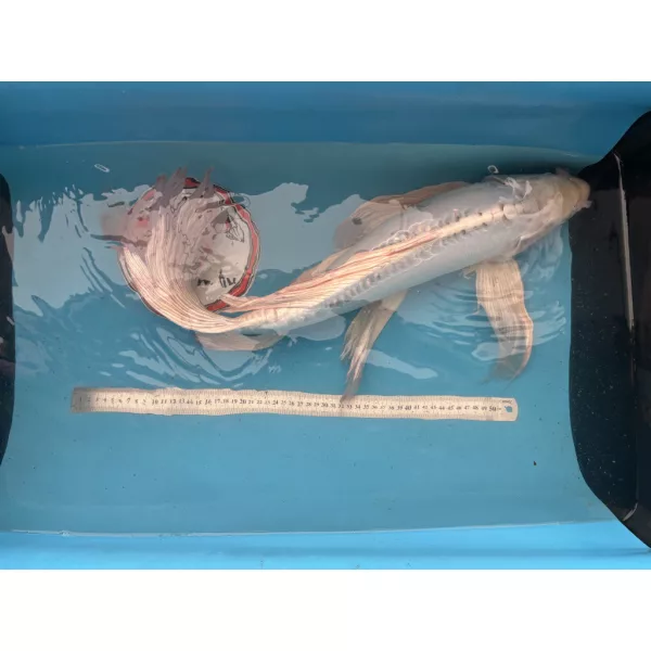 Japán Koi Anya ~60 cm - Doitsu Platinum Ogon Butterfly