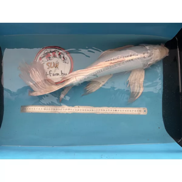 Japán Koi Anya ~60 cm - Doitsu Platinum Ogon Butterfly