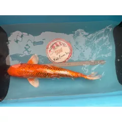 Japán Koi Anya ~55 cm - Quhaku