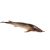 Kecsege 20-25 cm (A. ruthenus)