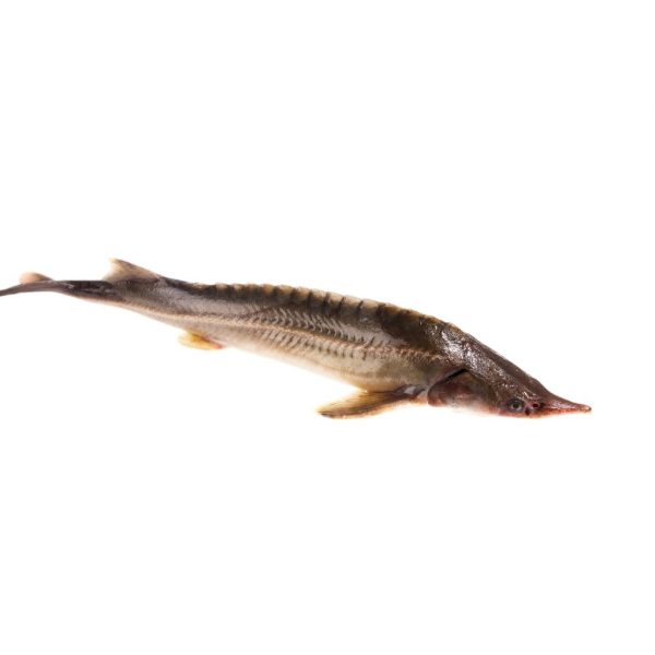 Kecsege 25-30 cm (A. ruthenus)