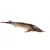 Kecsege 35-40 cm (A. ruthenus)