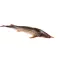 Kecsege 35-40 cm (A. ruthenus)