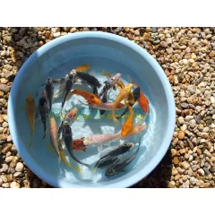 Koi ponty 30-35 cm 1db