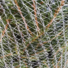 Karácsonyfaháló 55cm/300m